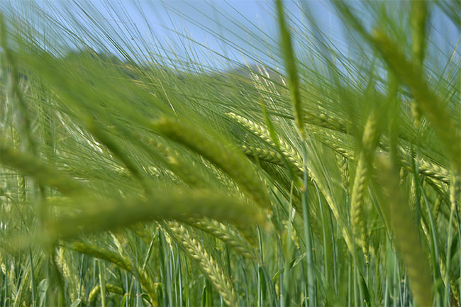 Rudolf Steiner e i tre principi dell’agricoltura biodinamica