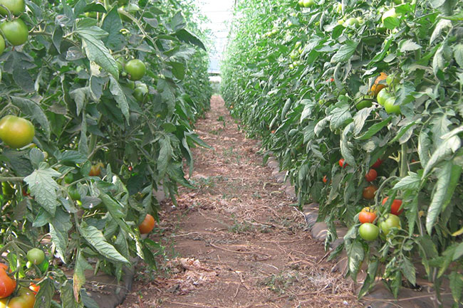 Agricoltura biodinamica: una porta verso il futuro