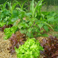 Come coltivare un’orto biodinamico: il corso a Trento il 28-29-30 agosto