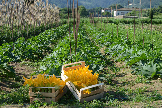 Agricoltura biodinamica: perché è sana